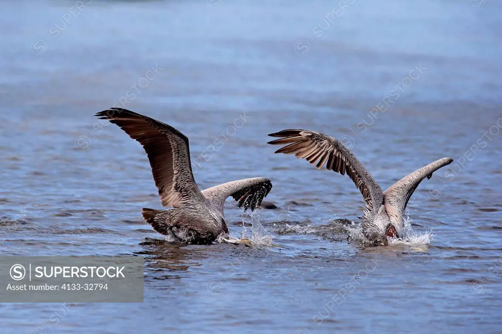 Brown Pelican, (Pelecanus occidentalis), Sanibel Island, Florida, USA, Northamerica, couple hunting in water