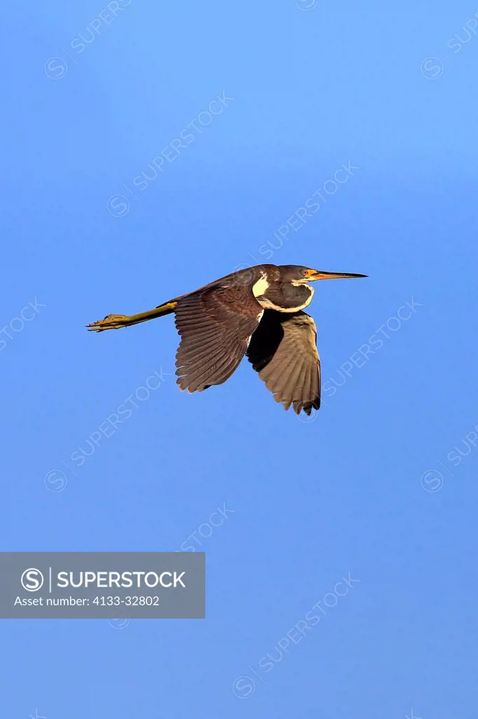 Tricolored Heron, (Egretta tricolor), Wakodahatchee Wetlands, Delray Beach, Florida, USA, Northamerica, adult flying