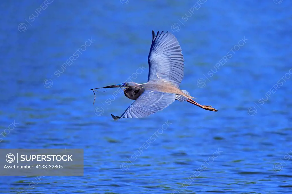 Tricolored Heron, (Egretta tricolor), Wakodahatchee Wetlands, Delray Beach, Florida, USA, Northamerica, adult flying in breeding cloth with nesting ma...