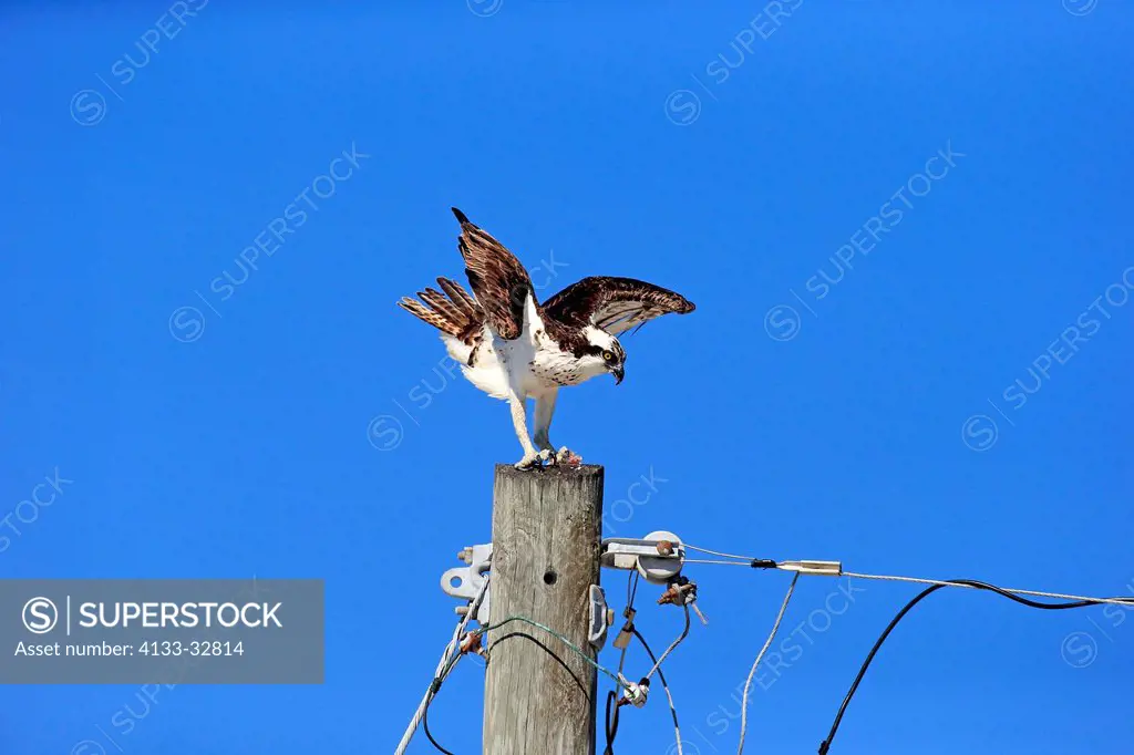 Osprey, (Pandion haliaetus carolinensis), Sanibel Island, Florida, USA, Northamerica, adult on branch with prey