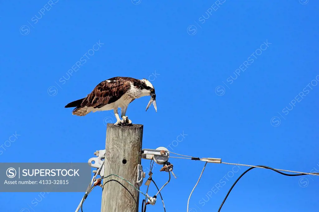 Osprey, (Pandion haliaetus carolinensis), Sanibel Island, Florida, USA, Northamerica, adult on branch with prey