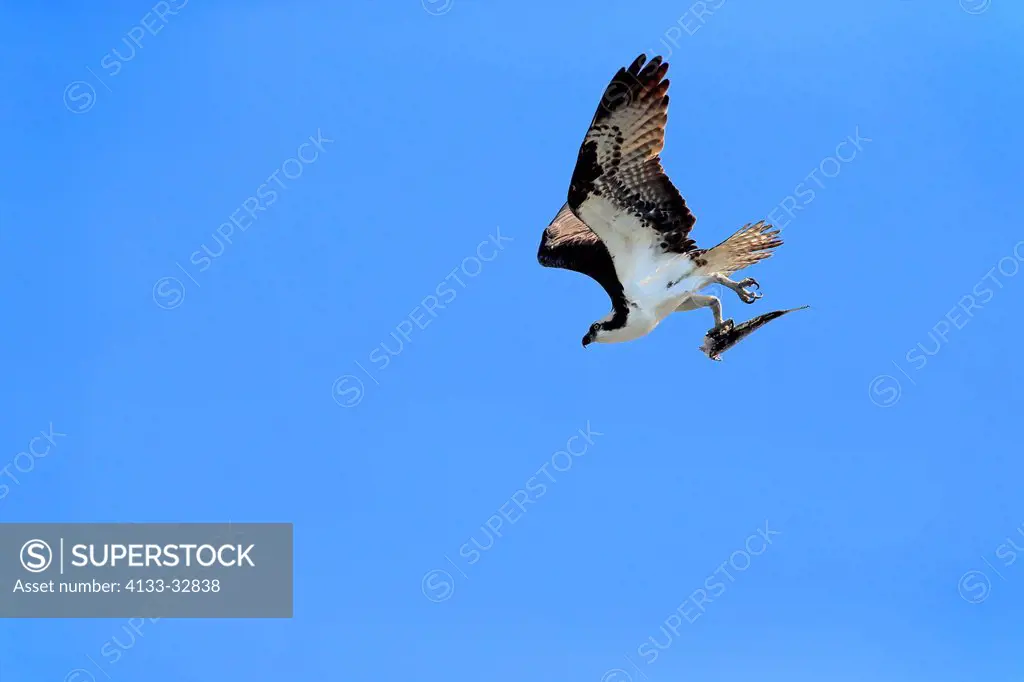 Osprey, (Pandion haliaetus carolinensis), Sanibel Island, Florida, USA, Northamerica, adult flying with prey