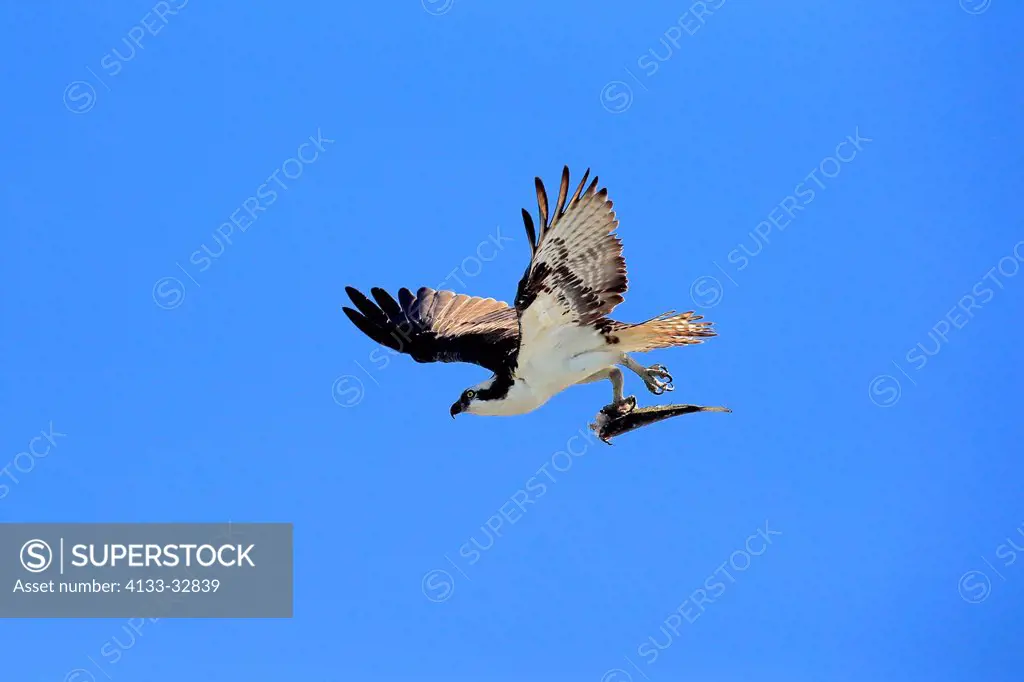 Osprey, (Pandion haliaetus carolinensis), Sanibel Island, Florida, USA, Northamerica, adult flying with prey