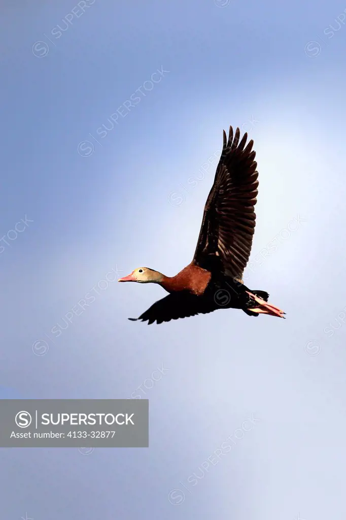 Black Bellied Whistling Duck, (Dendrocygna autumnalis), Wakodahatchee Wetlands, Delray Beach, Florida, USA, North America, adult flying