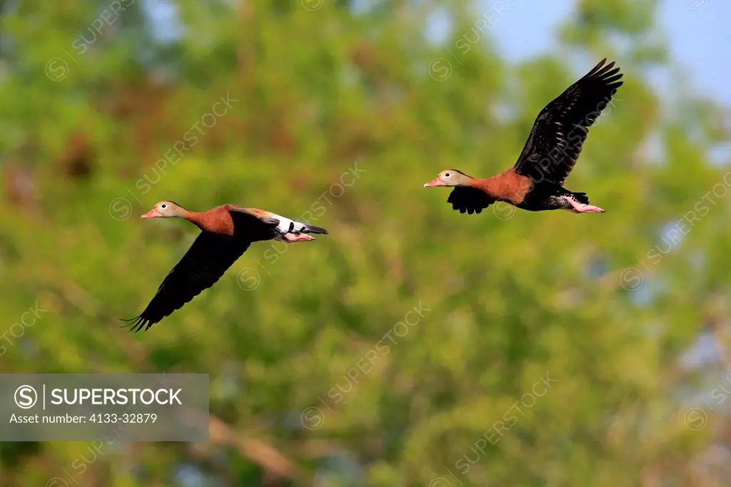 Black Bellied Whistling Duck, (Dendrocygna autumnalis), Wakodahatchee Wetlands, Delray Beach, Florida, USA, North America, adult couple flying