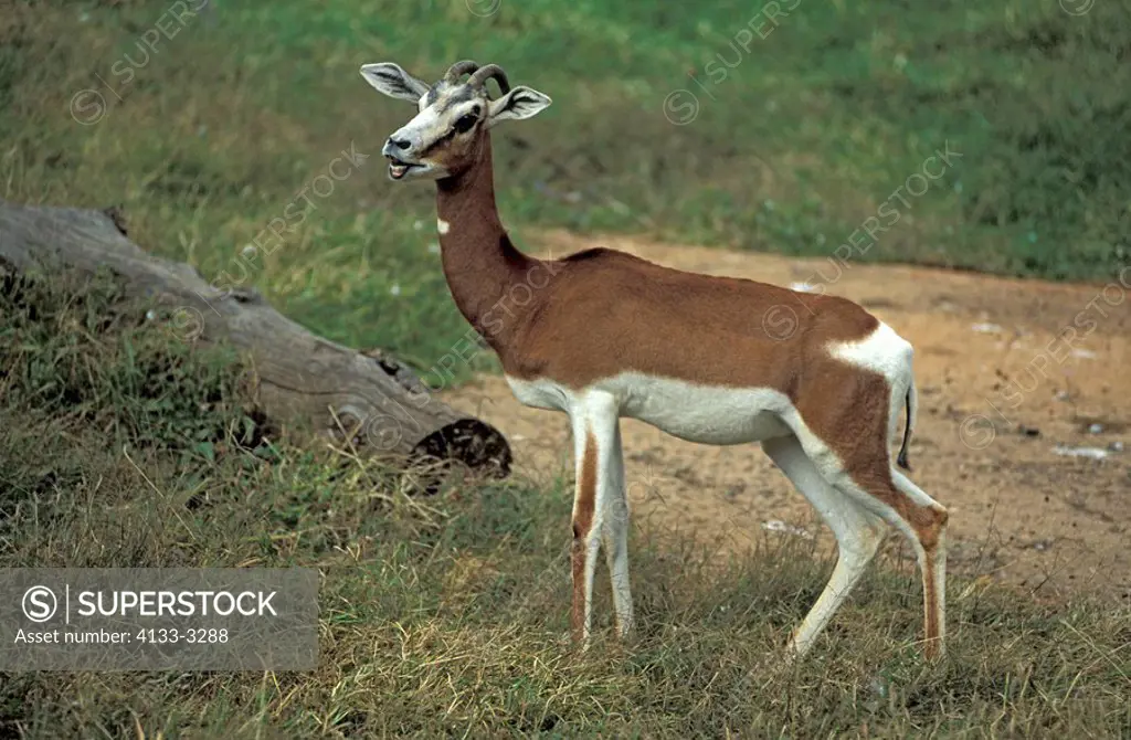 Mhorr Gazelle,Dama Gazelle,Gazella dama mhorr,Africa,adult male