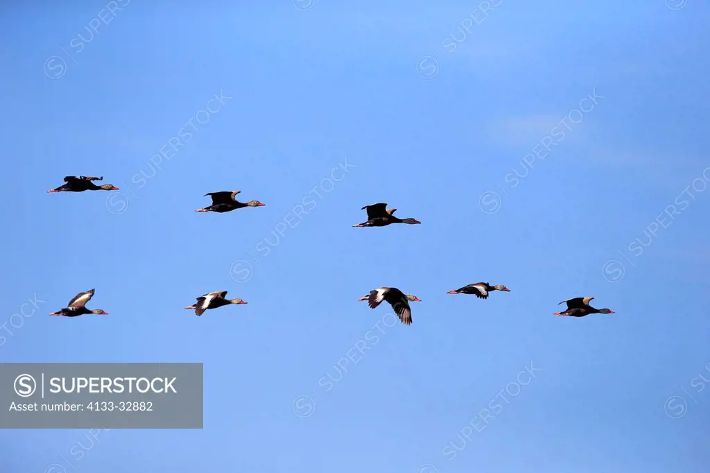Black Bellied Whistling Duck, (Dendrocygna autumnalis), Wakodahatchee Wetlands, Delray Beach, Florida, USA, North America, group of adults flying