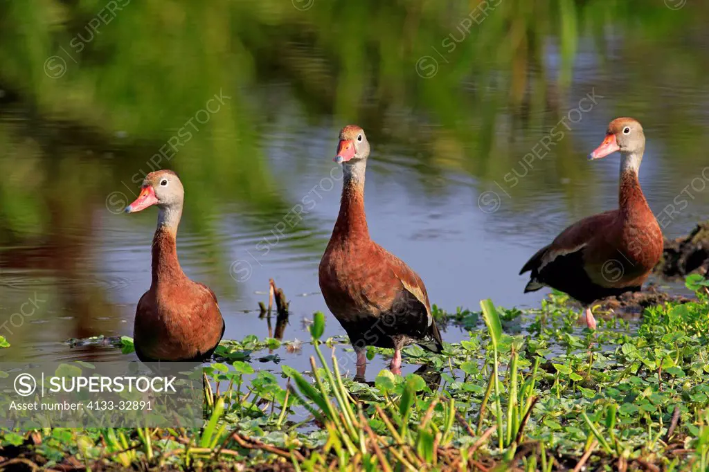 Black Bellied Whistling Duck, (Dendrocygna autumnalis), Wakodahatchee Wetlands, Delray Beach, Florida, USA, North America, group of adults at water