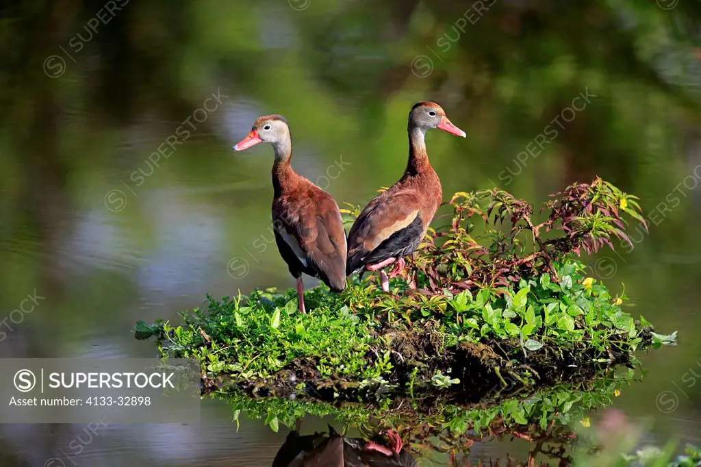 Black Bellied Whistling Duck, (Dendrocygna autumnalis), Wakodahatchee Wetlands, Delray Beach, Florida, USA, North America, adults couple at water