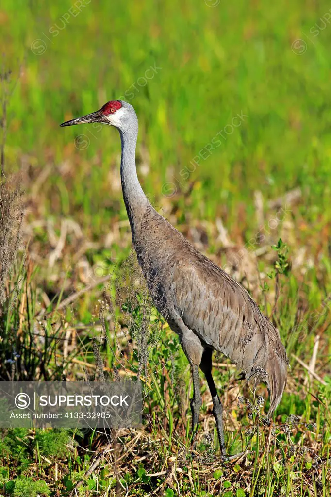 Sandhill Crane, (Grus canadensis), Viera Wetlands, Brevard County, Florida, USA, North America, adult