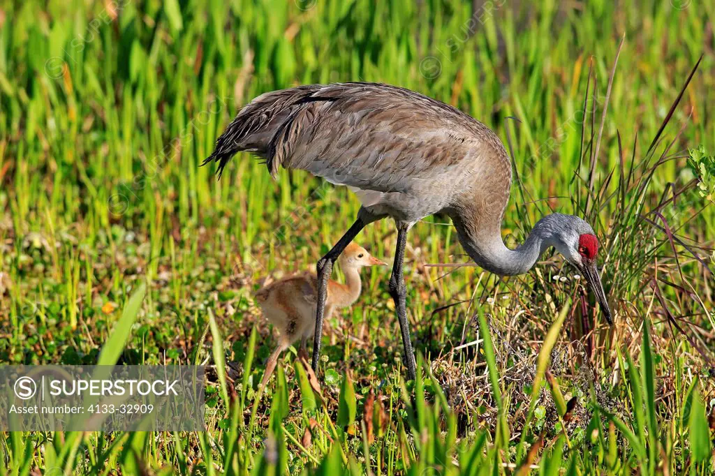 Sandhill Crane, (Grus canadensis), Viera Wetlands, Brevard County, Florida, USA, North America, adult with young
