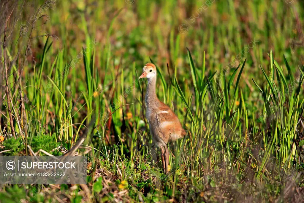 Sandhill Crane, (Grus canadensis), Viera Wetlands, Brevard County, Florida, USA, North America, young