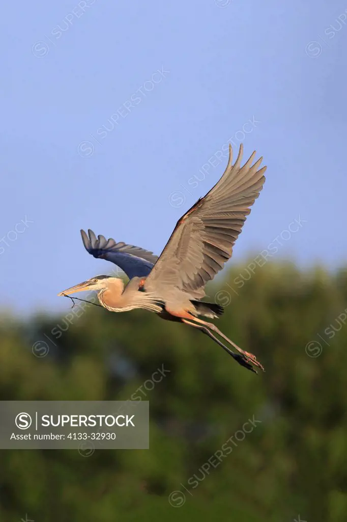 Great Blue Heron, (Ardea herodias), Venice Rookery, Venice, Florida, USA, North America, adult flying in breeding plumage with nesting material