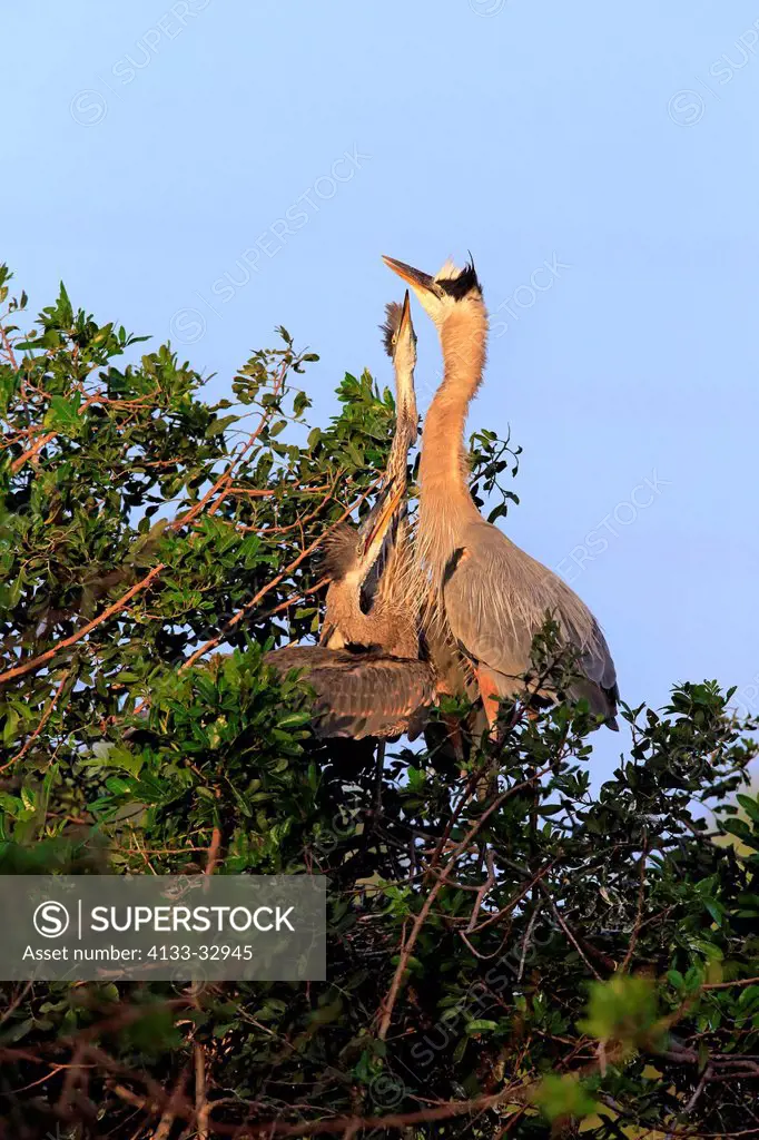 Great Blue Heron, (Ardea herodias), Venice Rookery, Venice, Florida, USA, North America, adult with youngs at nest begging for food