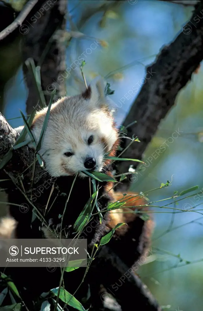 Red Panda,Ailurus fulgens fulgens,China,Asia,adult on tree feeding on bamboo