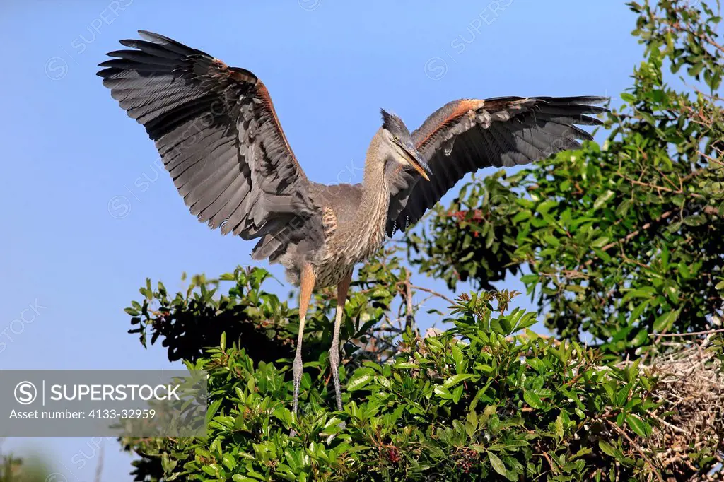 Great Blue Heron, (Ardea herodias), Venice Rookery, Venice, Florida, USA, North America, subadult on tree spread wings