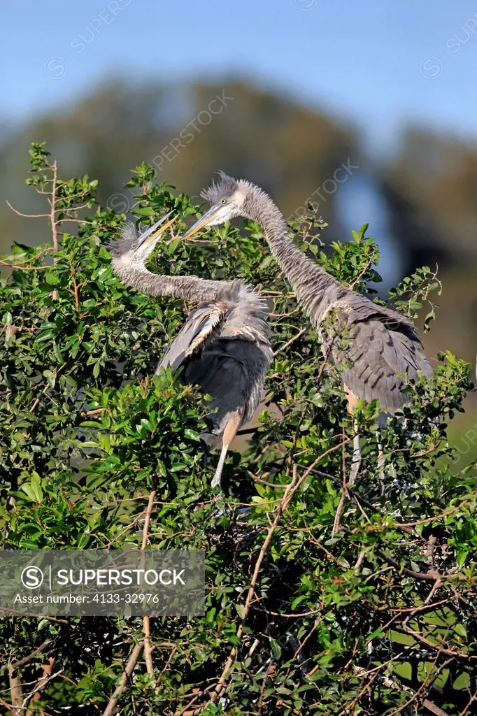 Great Blue Heron, (Ardea herodias), Venice Rookery, Venice, Florida, USA, North America, two subadults on tree