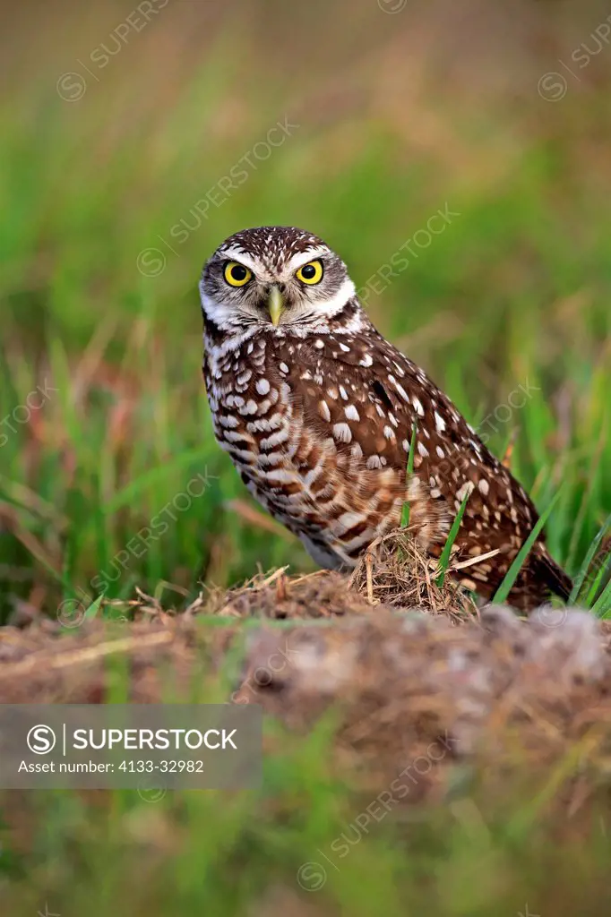 Burrowing owl, (Athene cunicularia), Cape Coral, Florida, USA, North America, adult at den