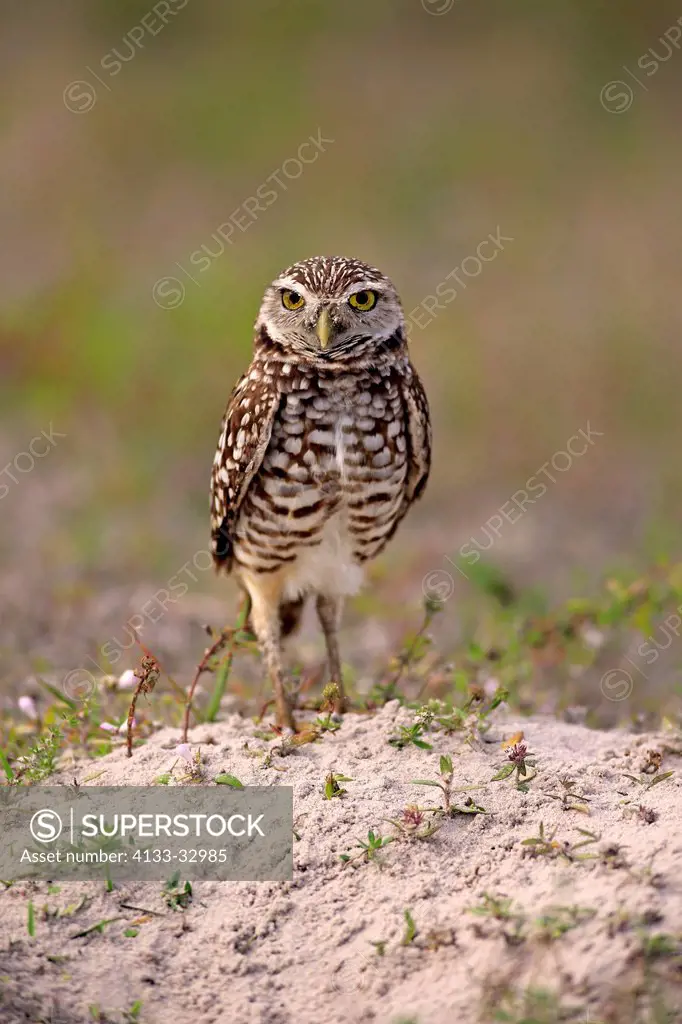 Burrowing owl, (Athene cunicularia), Cape Coral, Florida, USA, North America, adult at den