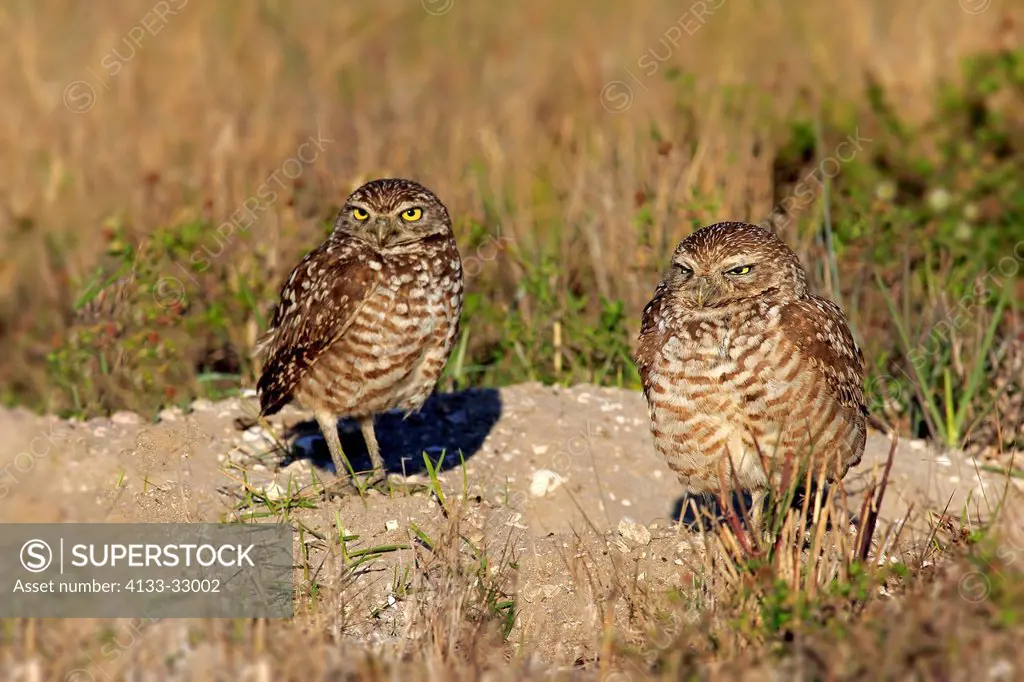 Burrowing owl, (Athene cunicularia), Cape Coral, Florida, USA, North America, adult couple at den