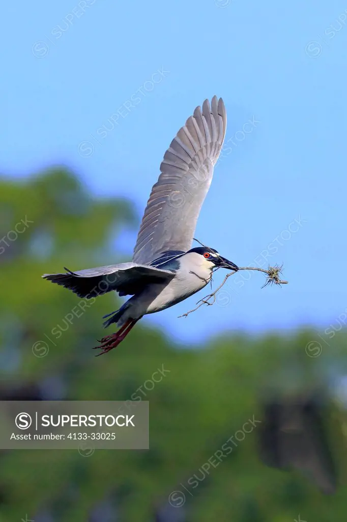 Night Heron, (Nycticorax nycticorax), Venice Rookery, Venice, Florida, USA, North America, adult flying with nesting material in breeding plumage