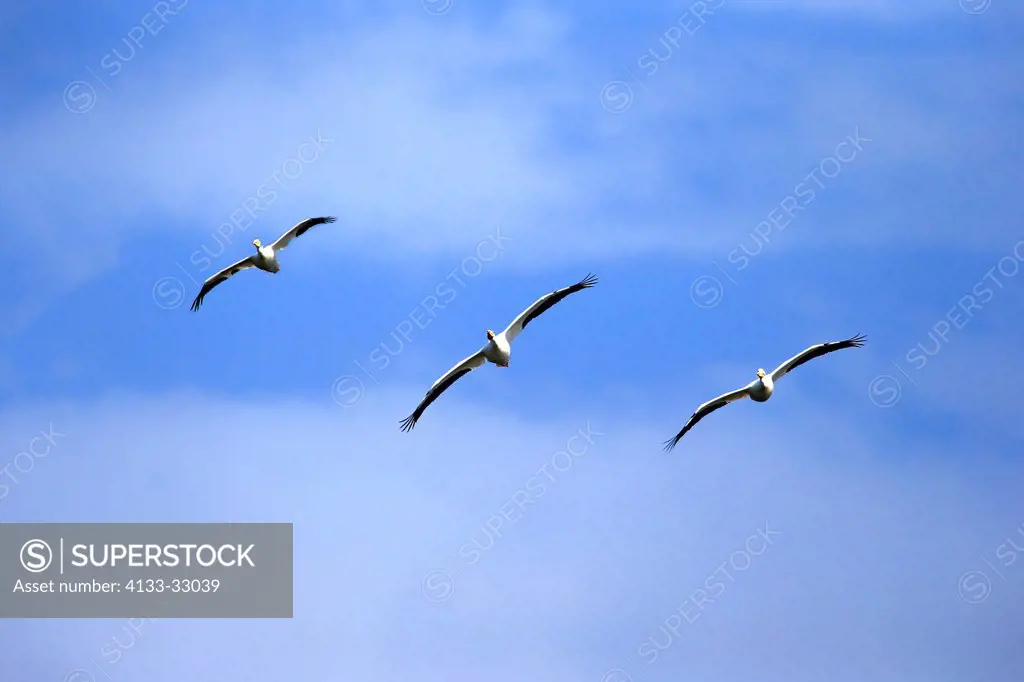 American White Pelican, (Pelecanus erythrorhynchos), Sanibel Island, Florida, USA, Northamerica, group of adults flying