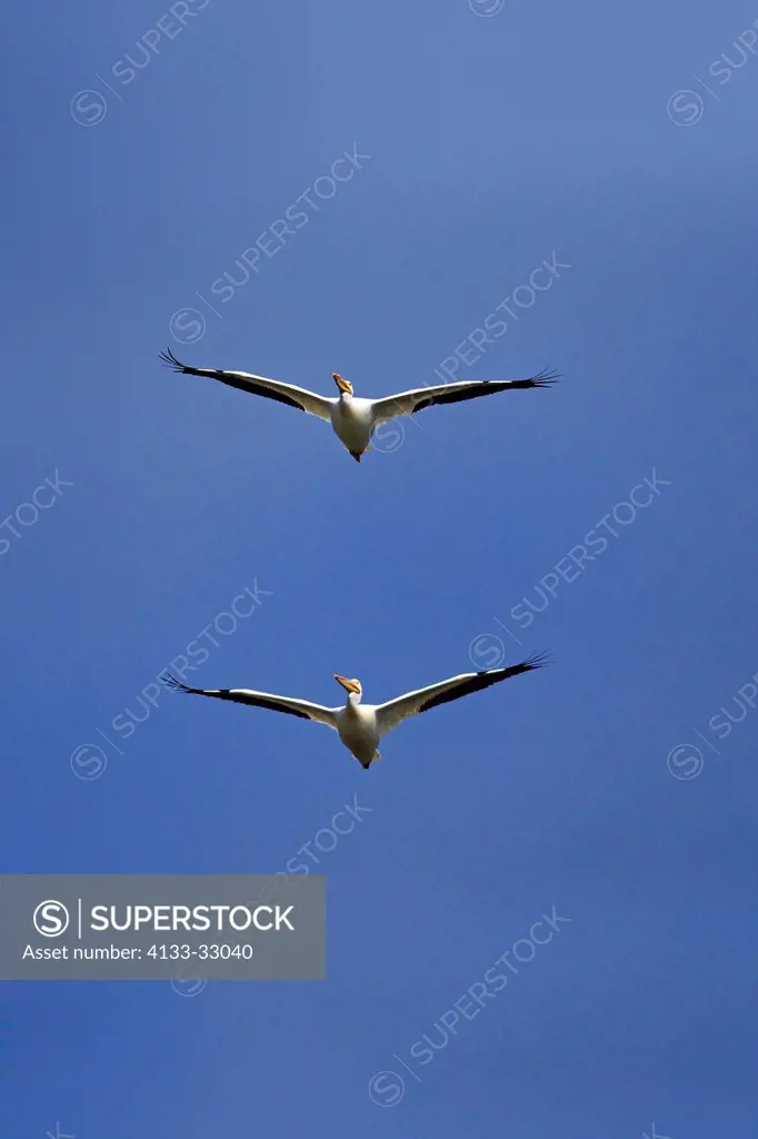 American White Pelican, (Pelecanus erythrorhynchos), Sanibel Island, Florida, USA, Northamerica, adult couple flying