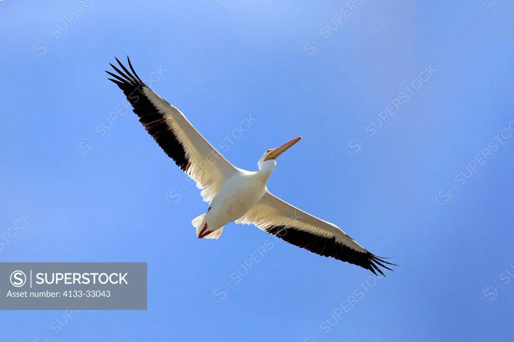 American White Pelican, (Pelecanus erythrorhynchos), Sanibel Island, Florida, USA, Northamerica, adult flying