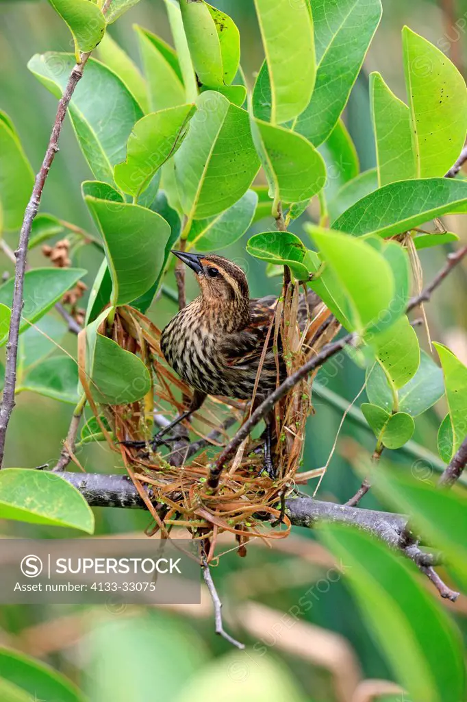 Red Winged Blackbird, (Agelaius phoeniceus), Wakodahatchee Wetlands, Delray Beach, Florida, USA, Northamerica, adult female builds on nest