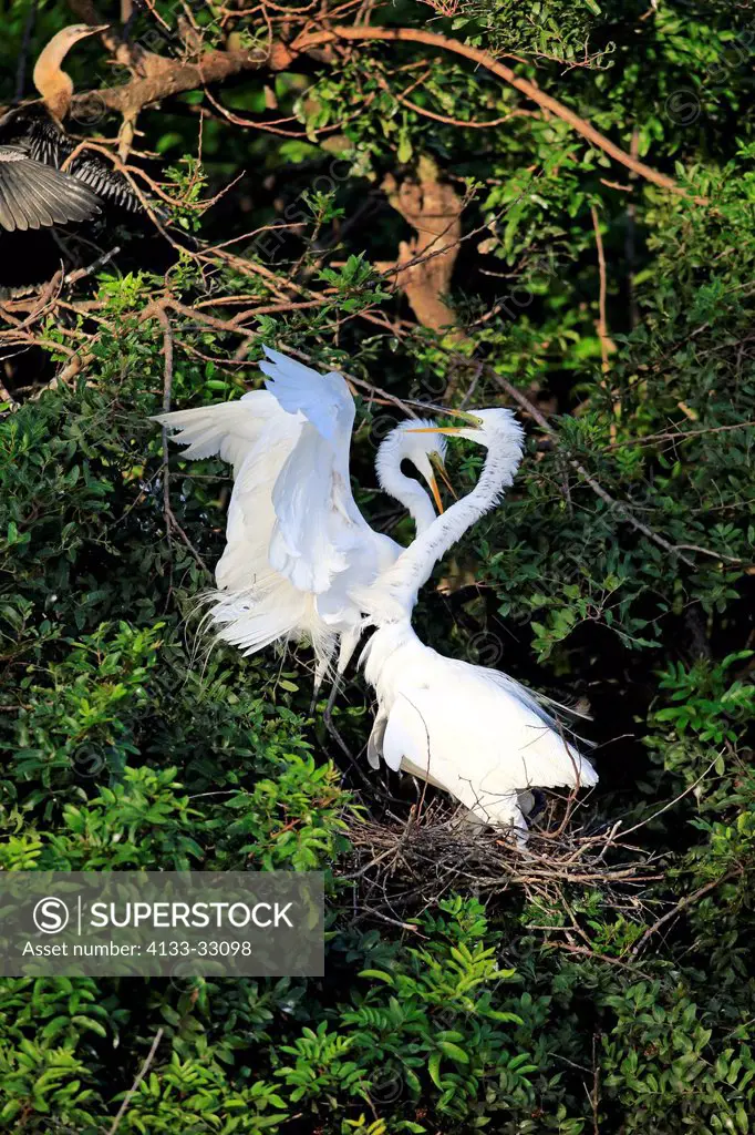 Great White Egret, (Ardea alba), Venice Rookery, Venice, Florida, USA, North America, adult couple courting in breeding plumage at nest