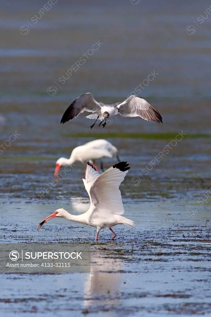 American White Ibis, (Eudocimus albus), Sanibel Island, Florida, USA, Northamerica, adult searching for food attacked by seagull