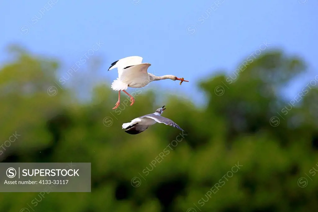 American White Ibis, (Eudocimus albus), Sanibel Island, Florida, USA, Northamerica, adult flying with prey attacked by seagull