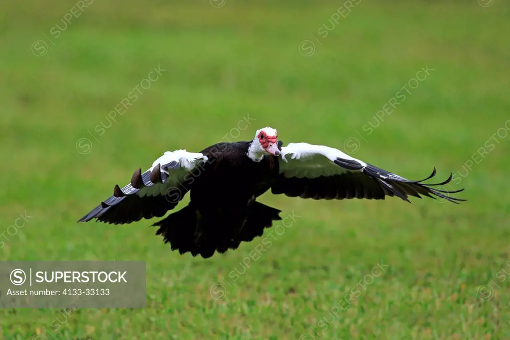 Muscovy Duck, (Cairina moschata), Miami, Florida, USA, North America, adult flying