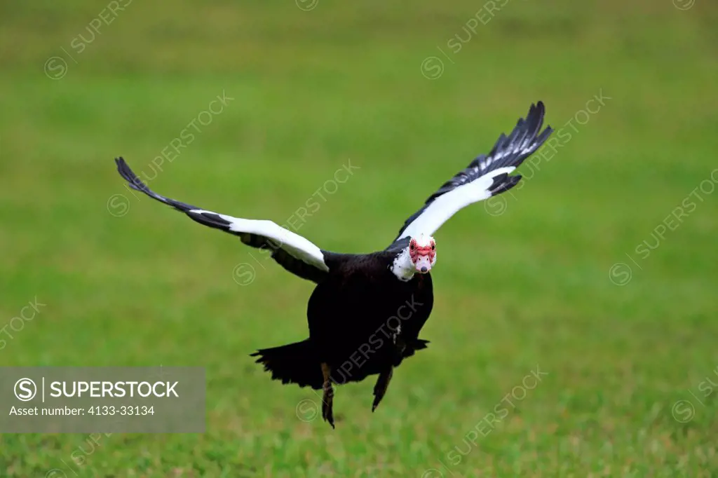 Muscovy Duck, (Cairina moschata), Miami, Florida, USA, North America, adult flying