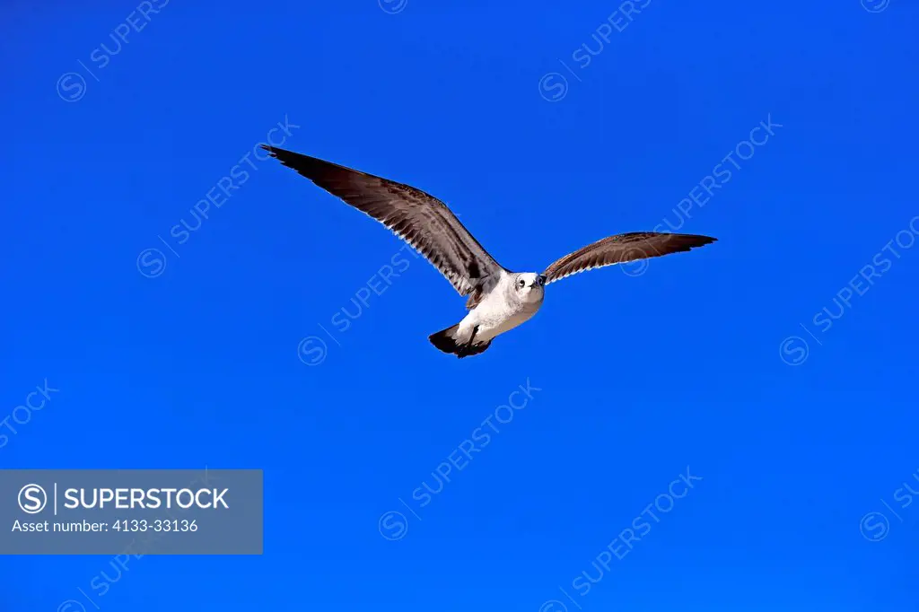 Laughing Gull, (Larus atricilla), Sanibel Island, Florida, USA, Northamerica, adult flying