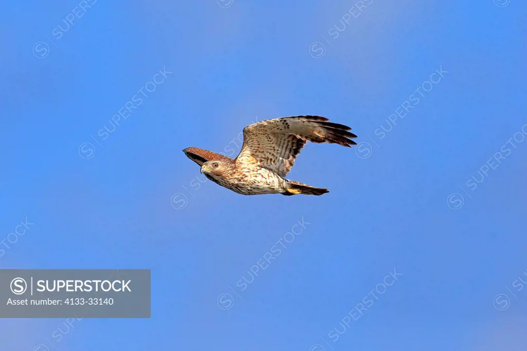 Cooper`s Hawk, (Accipiter cooperii), Wakodahatchee Wetlands, Delray Beach, Florida, USA, Northamerica, adult flying