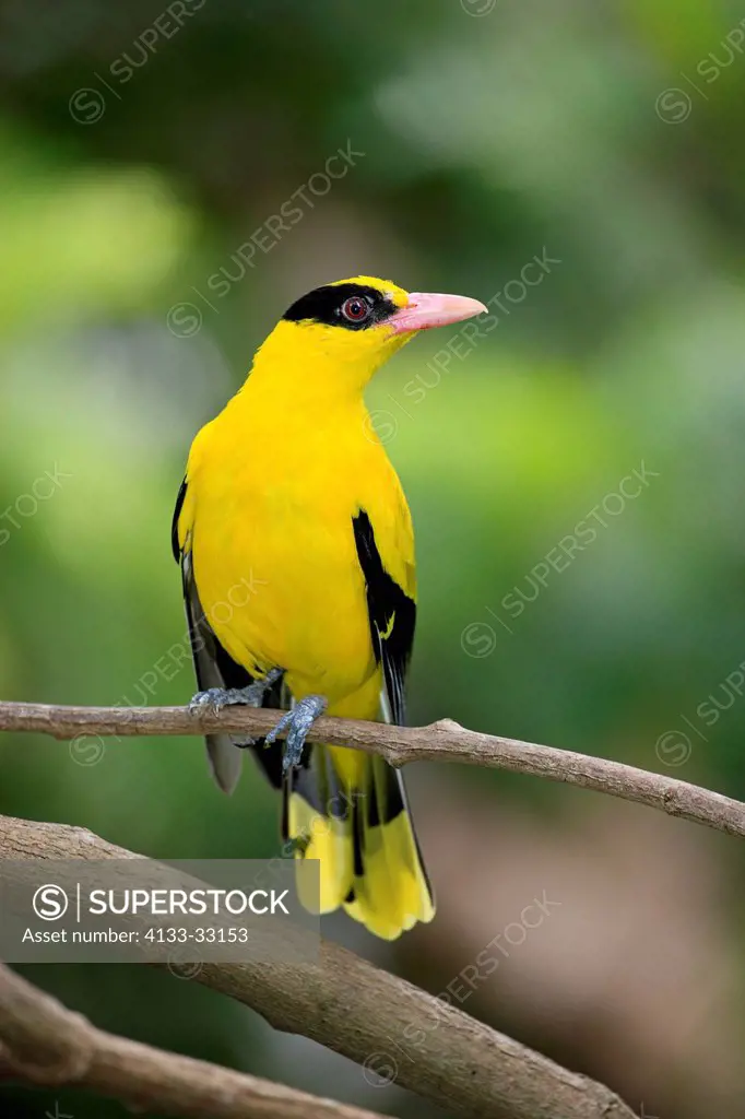 Black-Naped Oriole, Oriolus chinensis), Asia, East Asia, adult on branch