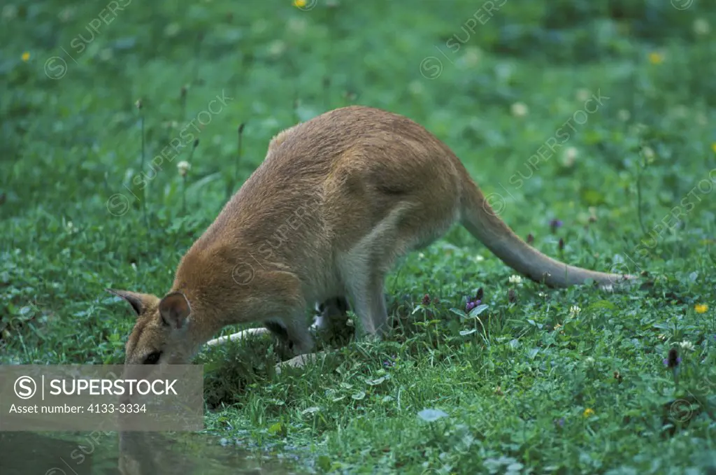 Agile Wallaby , Macropus agilis , Australia , Adult drinking
