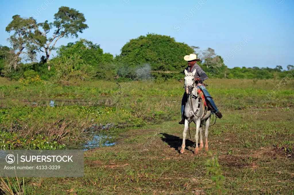 Pantanal Cowboy,Pantaneiro,Horse,Pantaneiro Horse,Pantanal,Brazil,riding,driving,lash on,horsewhip