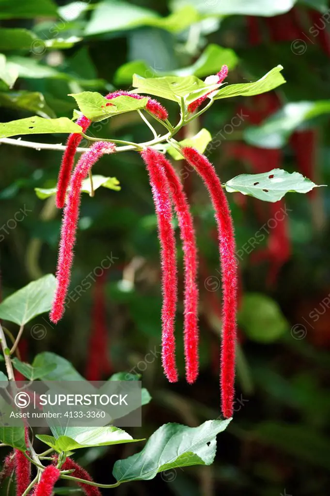 Chenille Plant,Red Hot Cattail,Acalypha hispada,Australia,New Guinea,bloom