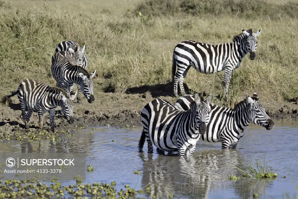 Plains Zebra(Burchell) Equus burchelli boehmi Masai Mara Kenya