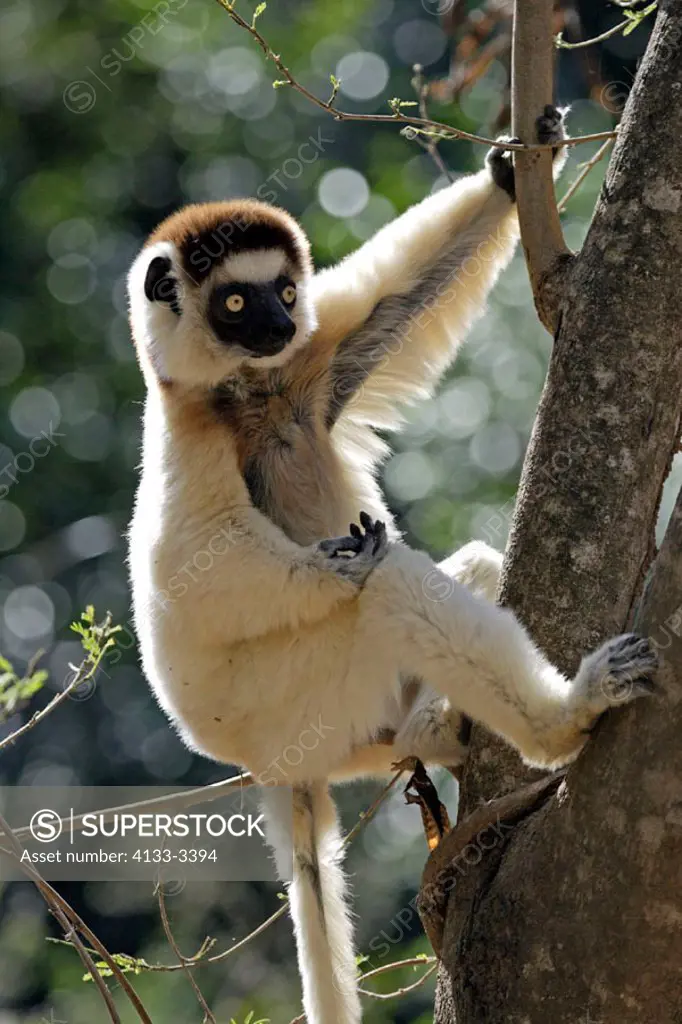 Verreaux`s Sifaka, Propithecus verreauxi coronatus, Berenty Game Reserve, Madagascar, adult on tree