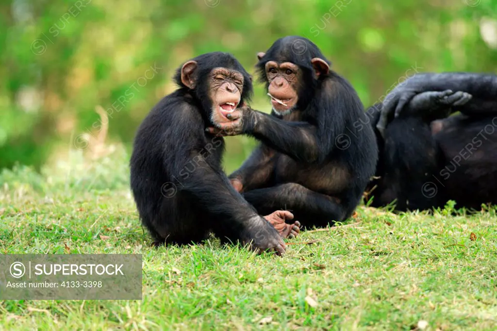 Chimpanzee, Pan troglodytes troglodytes, Africa , youngs playing