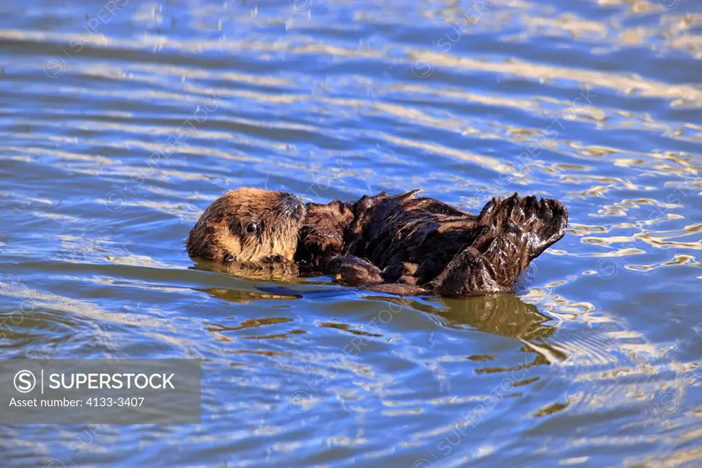 Sea Otter,Enhydra lutris,Monterey,California,USA,young in water