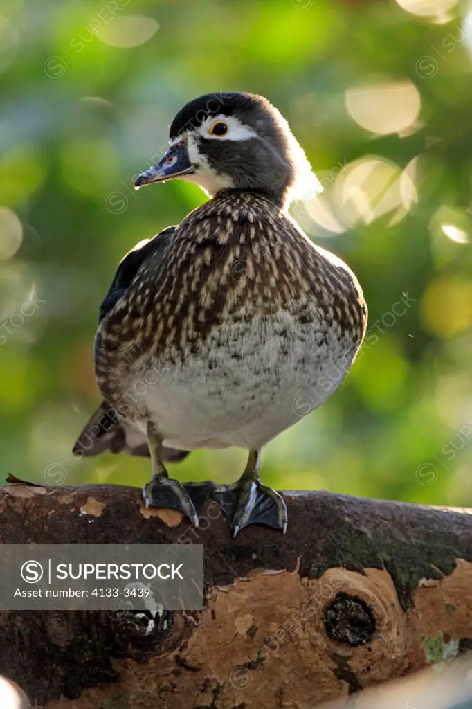 Wood Duck, Aix sponsa, Florida, USA, adult female on tree