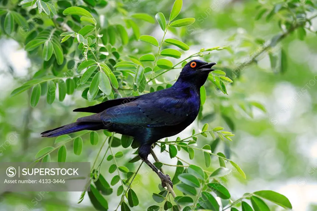 Glossy Starling,Lamprotornis nitens,Kruger National Park,South Africa,adult on tree