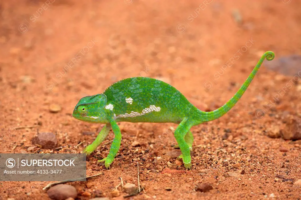 Flap necked Chameleon,Chamaeleo dilepis,Kruger Nationalpark,South Africa,Africa,adult crossing road