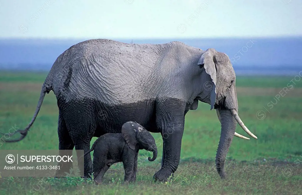 African Elephant Loxodonta africana Amboseli Nationalpark Kenya Africa