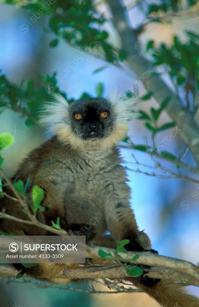 Black Lemur,Lemur macaco,Nosy Komba,Madagascar,Africa,adult female on tree