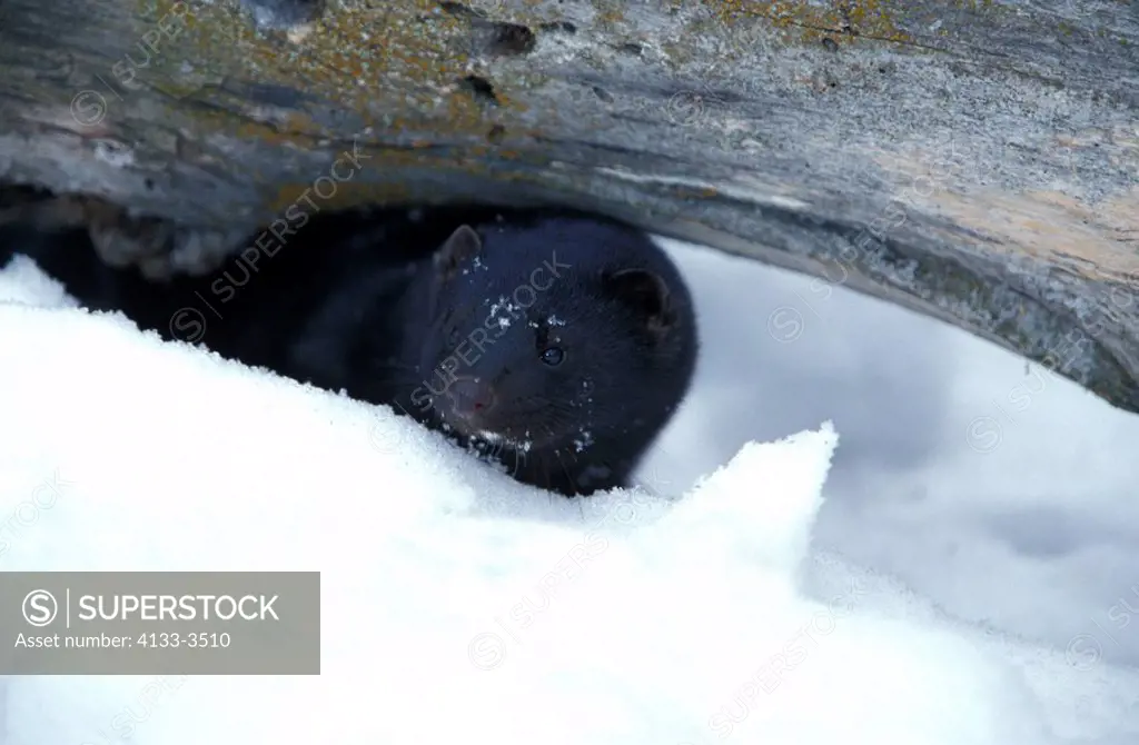 Mink,Mustela vison,Montana,USA,adult in winter in snow